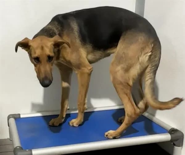 Pixie - Shepherd