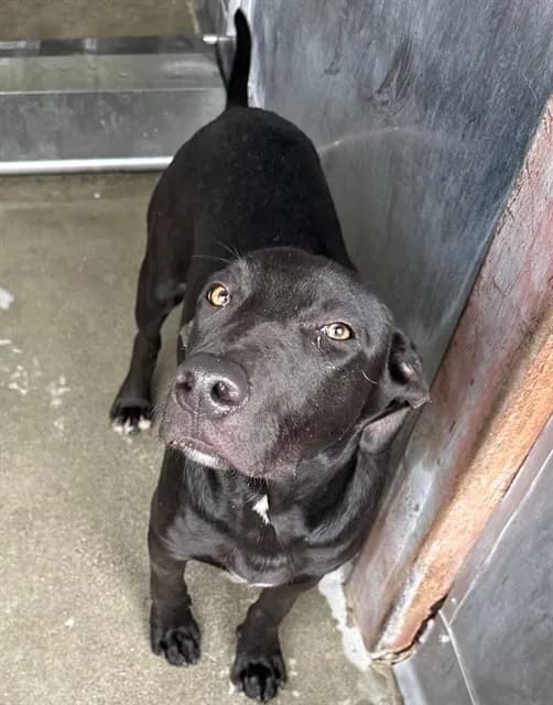 Runster - Pit Bull Terrier mix