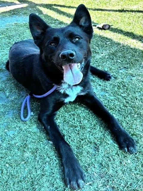 Zorro - Shepherd