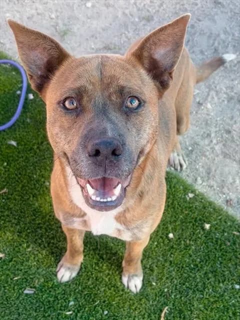 Mossy - Pit Bull Terrier mix