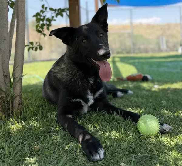 Bear - Shepherd mix