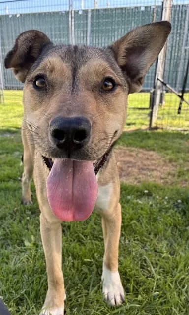 Brinks - German Shepherd Dog mix