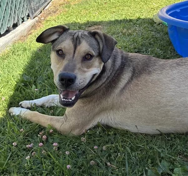 Preston - German Shepherd Dog mix