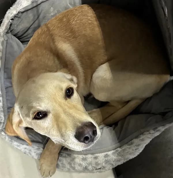 Med Adopt Princess Ii - Labrador Retriever mix
