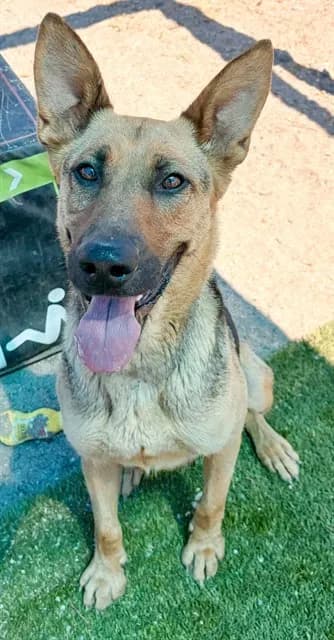 Med Waiver Mona - German Shepherd Dog mix