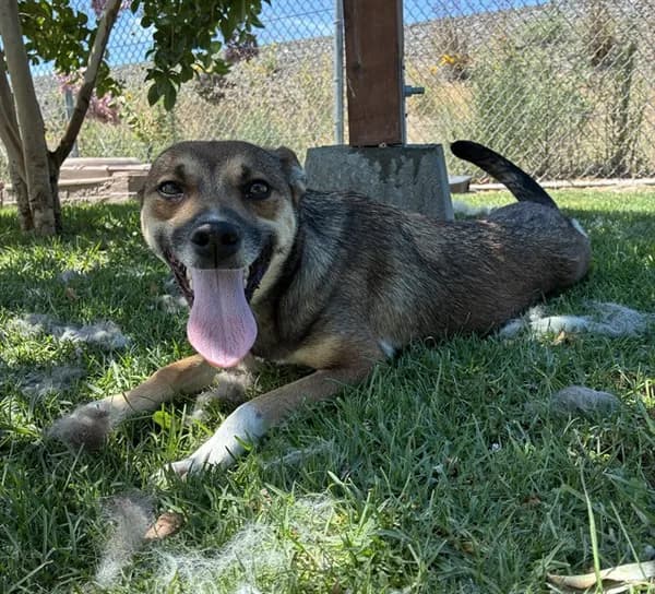 Urgent Med Waiver Paula - German Shepherd Dog