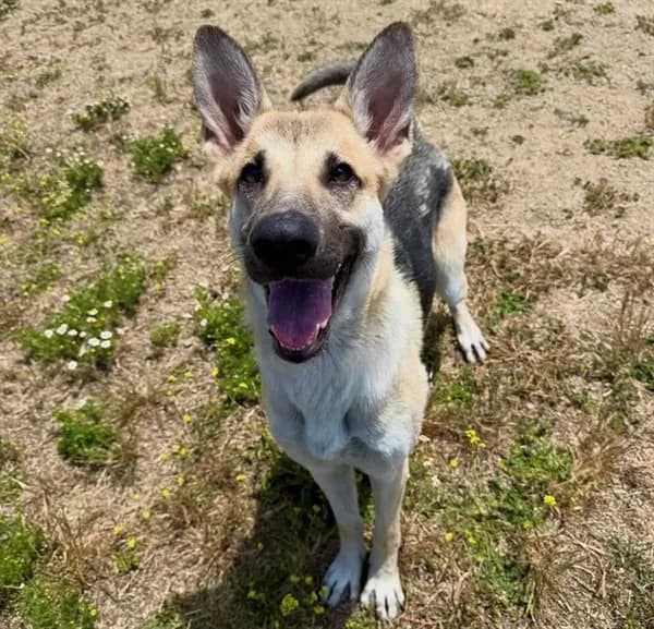 Sadie - German Shepherd Dog