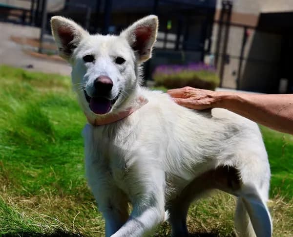 Marnie - German Shepherd Dog mix