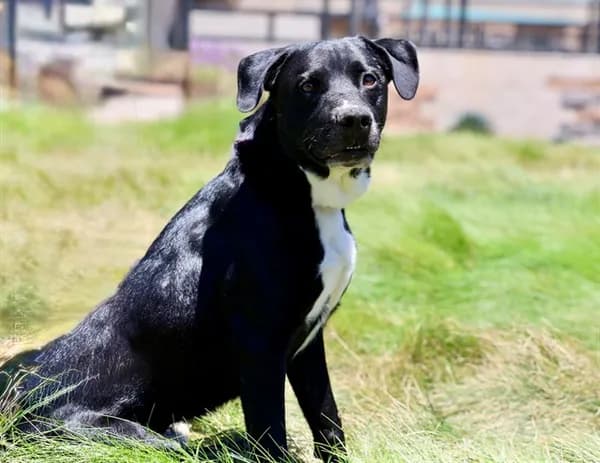 Sully - Labrador Retriever mix