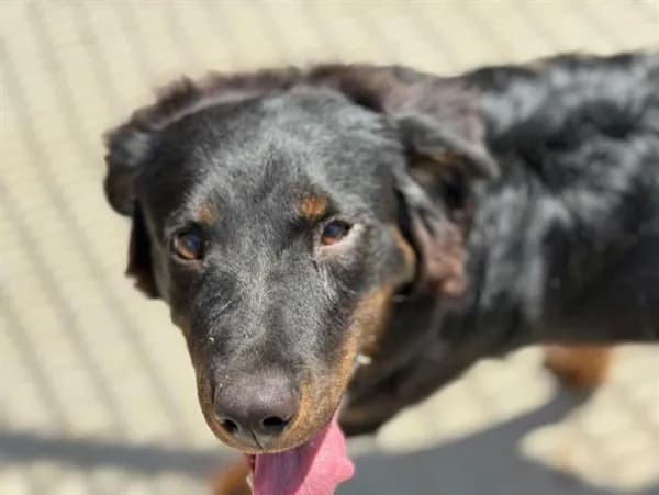 Piper - Border Collie mix