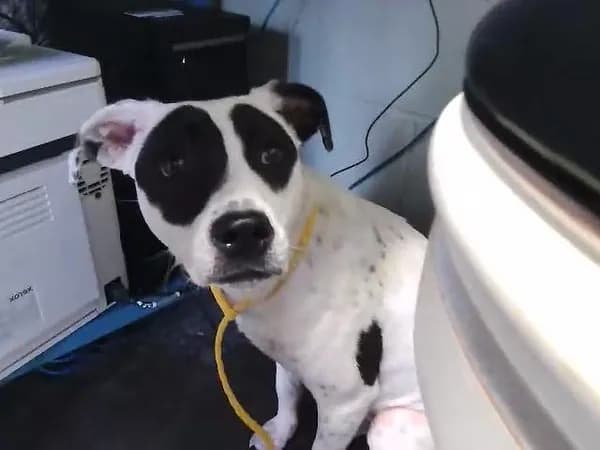 Josie - Pit Bull Terrier mix