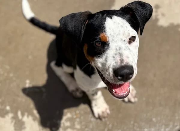 Ranger - Beagle mix