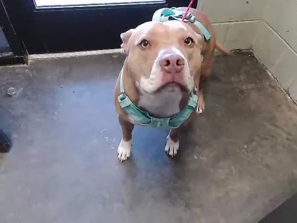 Sugar - American Bulldog