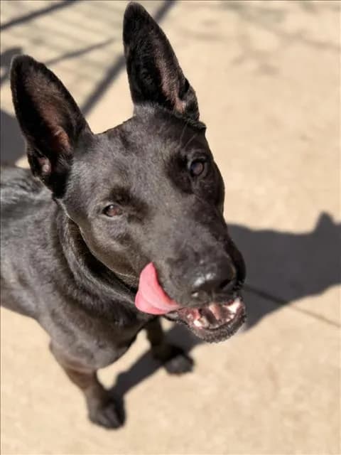Maximus - German Shepherd Dog mix