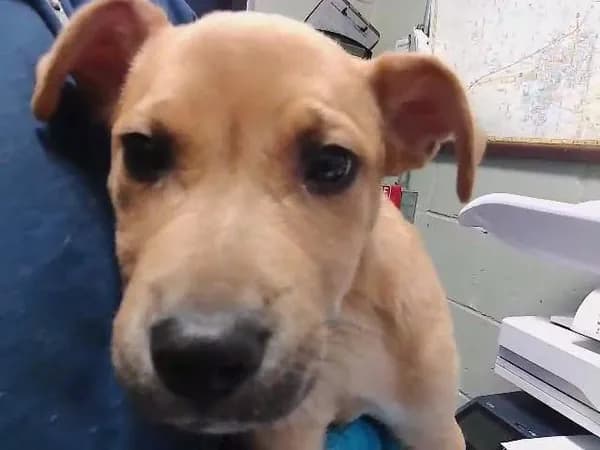 Sprout - Pit Bull Terrier mix