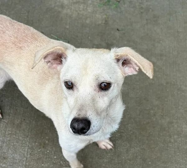 Jax - Chihuahua - Smooth Coated mix