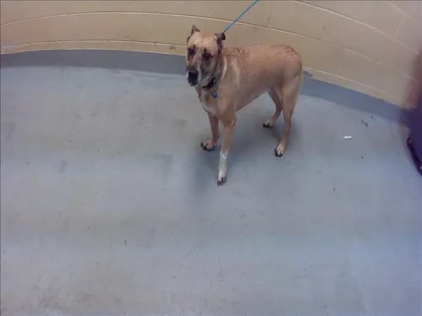 Molly - Belgian Malinois mix