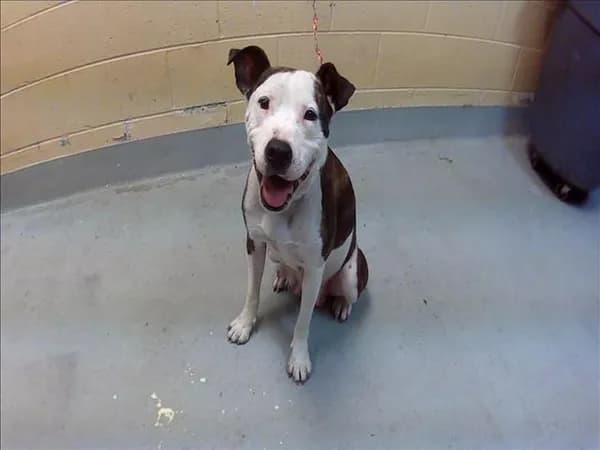 Cali - Pit Bull Terrier mix