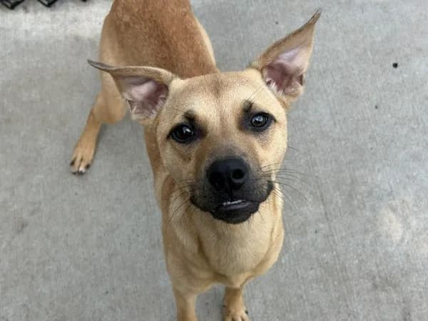 Margo - Pit Bull Terrier mix
