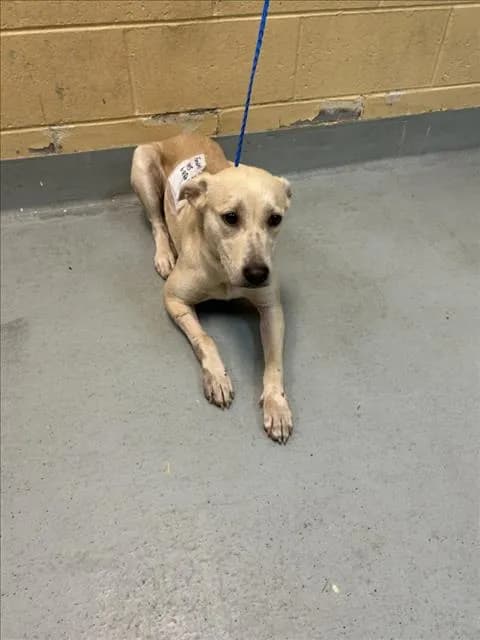 June Bug - Labrador Retriever mix