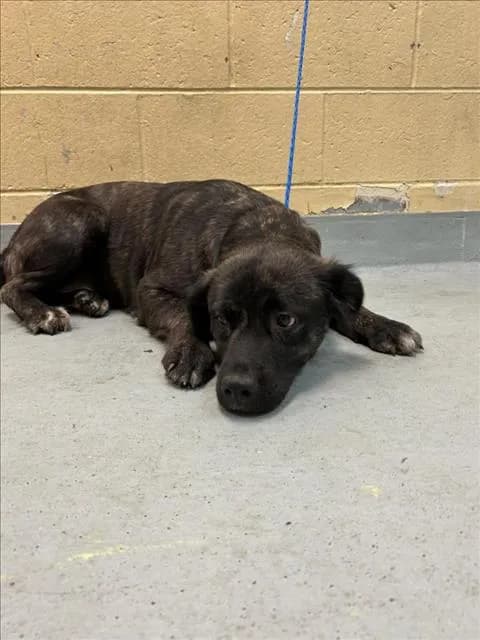 Truly - Pit Bull Terrier mix