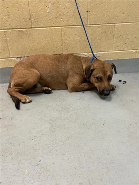 Tonka - Pit Bull Terrier mix