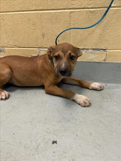 Unnamed - Pit Bull Terrier mix