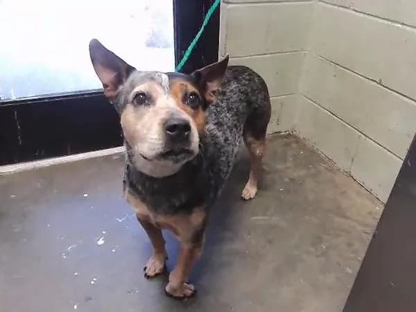 Unnamed - Australian Cattle Dog mix