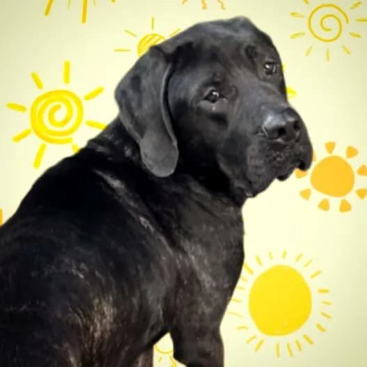 Panzi - Mastiff