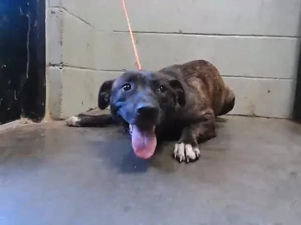 Wiggles - Pit Bull Terrier mix