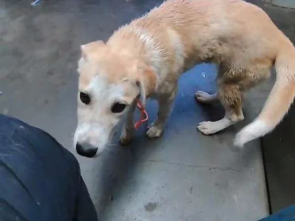 Toon - Great Pyrenees mix