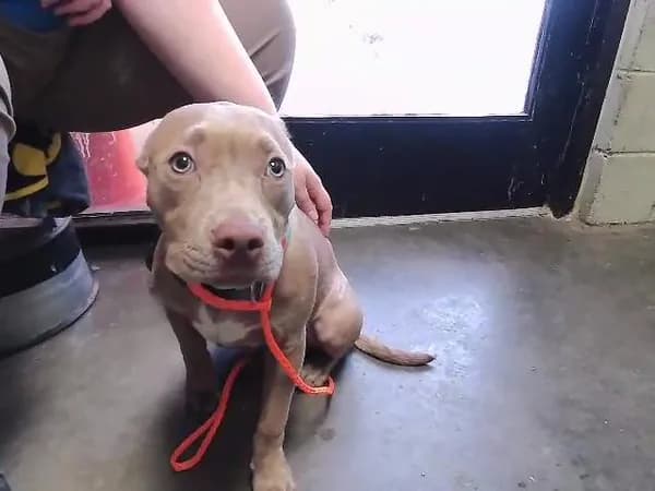 Jake - Pit Bull Terrier mix