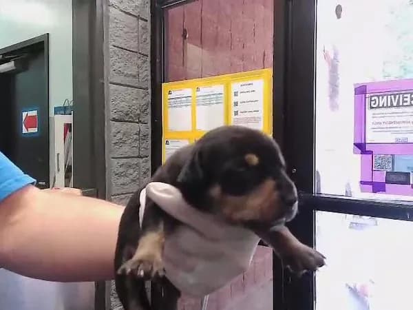 Black 1 - Doberman Pinscher mix