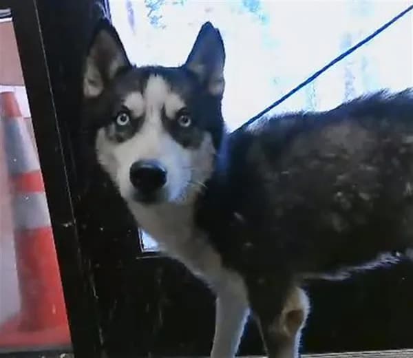 Princess - Siberian Husky