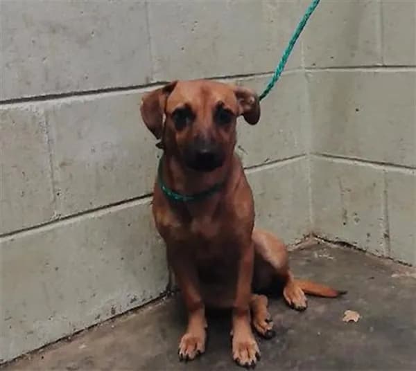 Lucy - Black Mouth Cur mix