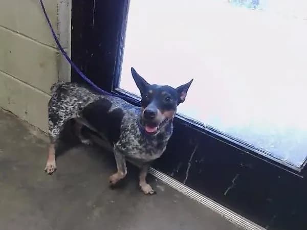 Luna - Dachshund mix