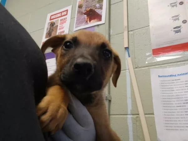 Spring - German Shepherd Dog mix
