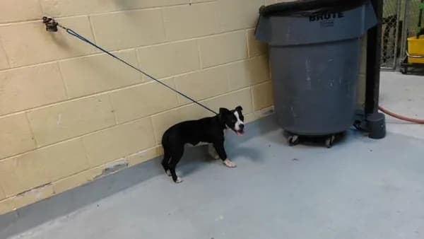 Thing One - Pit Bull Terrier mix