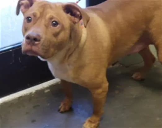 Maximo - Pit Bull Terrier mix
