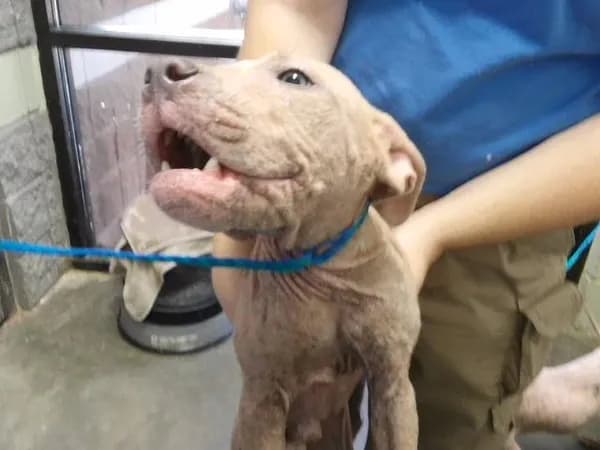 Larry - Pit Bull Terrier mix