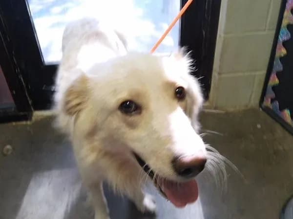Buster - Australian Cattle Dog mix
