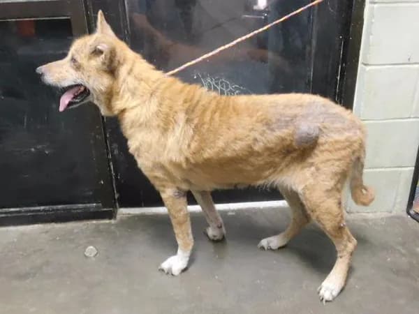 Stromboli - German Shepherd Dog mix