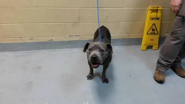 Georgia - Pit Bull Terrier mix