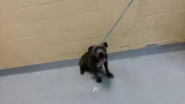 Hazel - Pit Bull Terrier mix