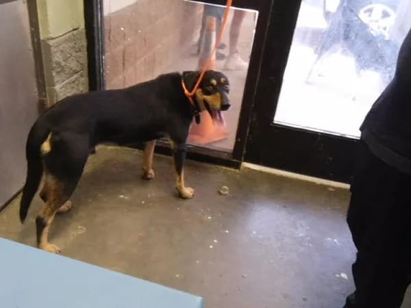 Onyx - Rottweiler mix