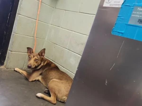 Melly - German Shepherd Dog mix