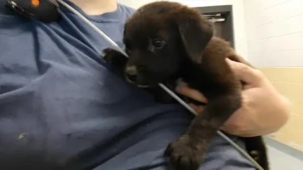 Miracle - German Shepherd Dog mix