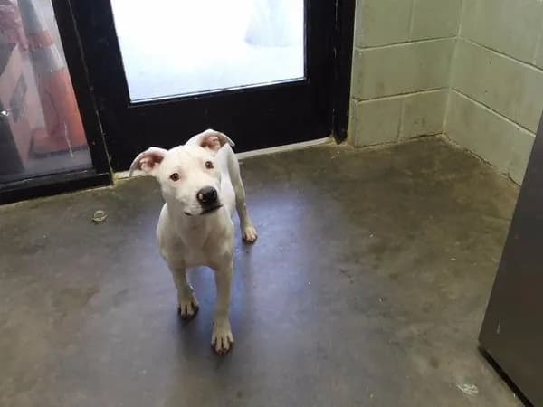 Jenny - Dogo Argentino mix