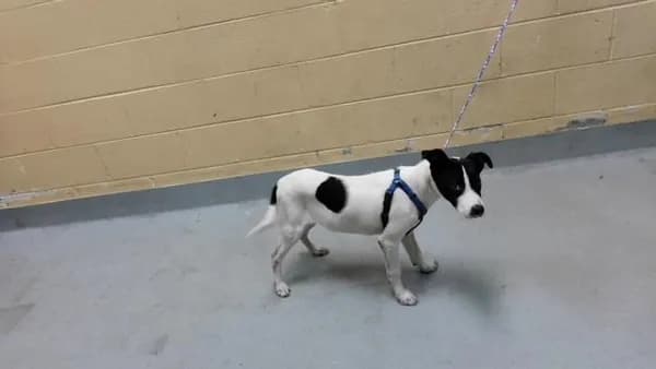 Scooby - Rat Terrier