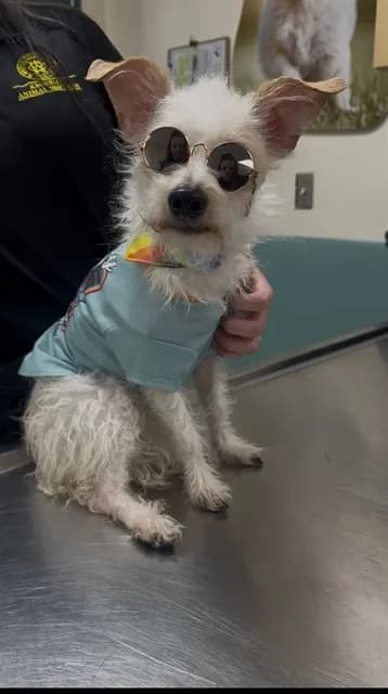 Star Spangled Pooter - Terrier mix